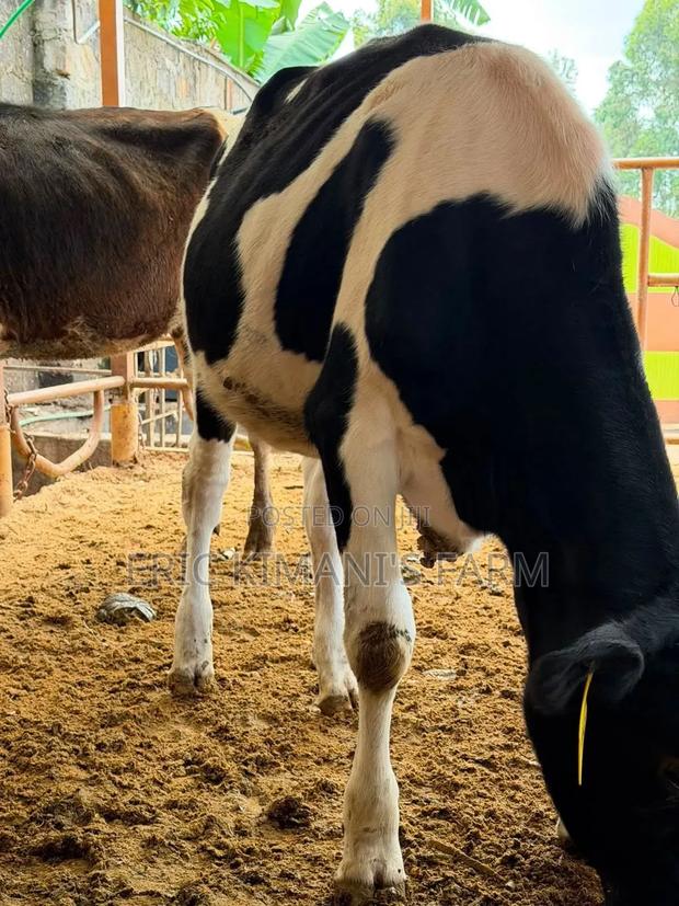Pedigree Calf's - thumbnail 3