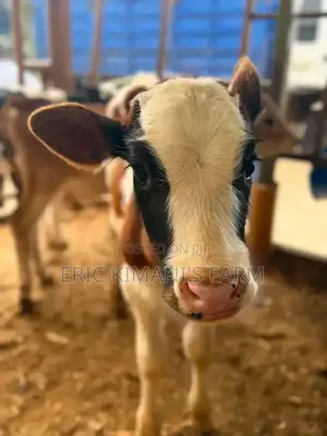 Pedigree Calf's