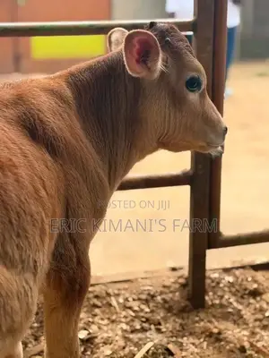 Pedigree Calf's