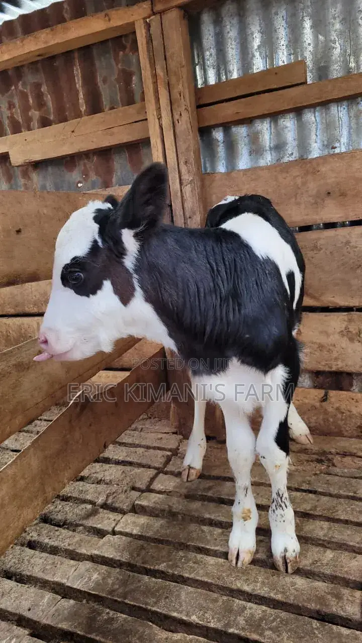 Pedigree Calf's
