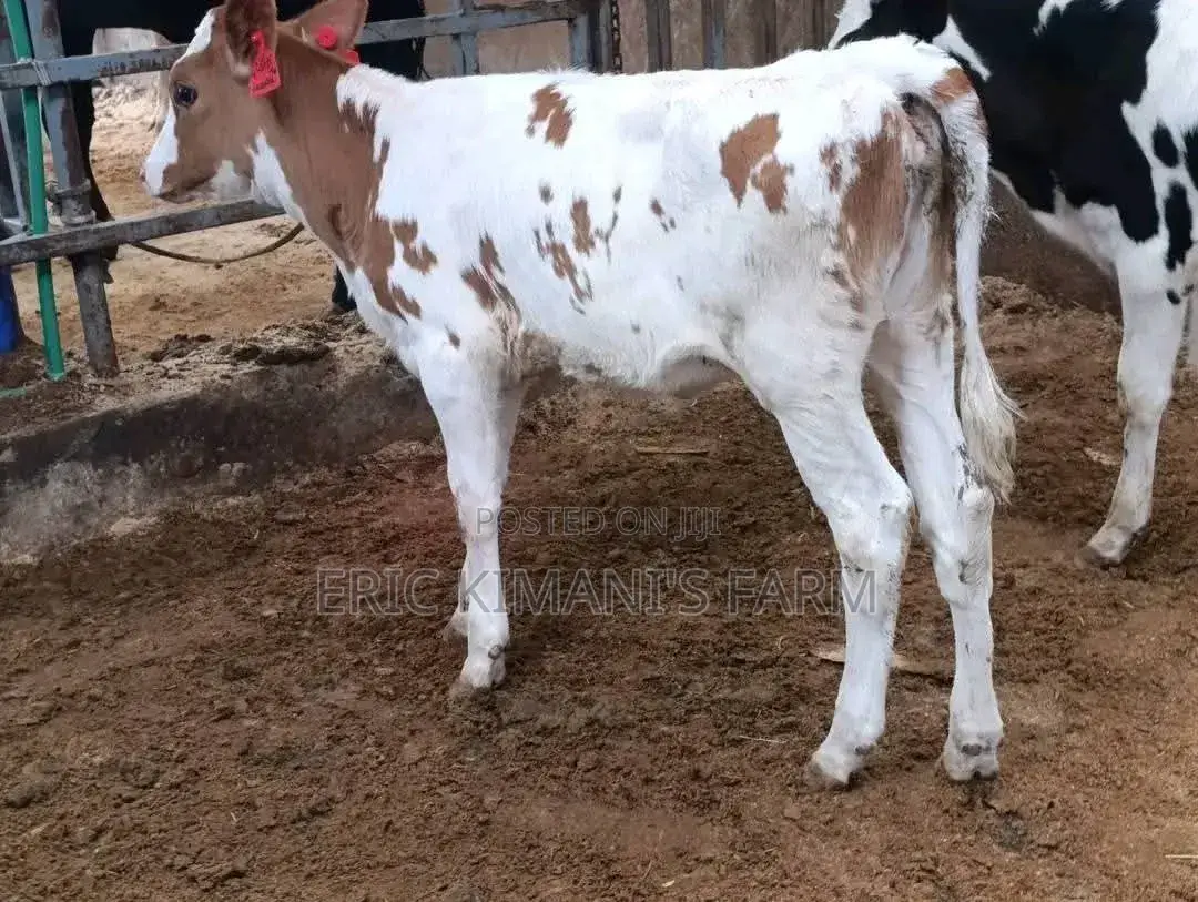 Red Friesian