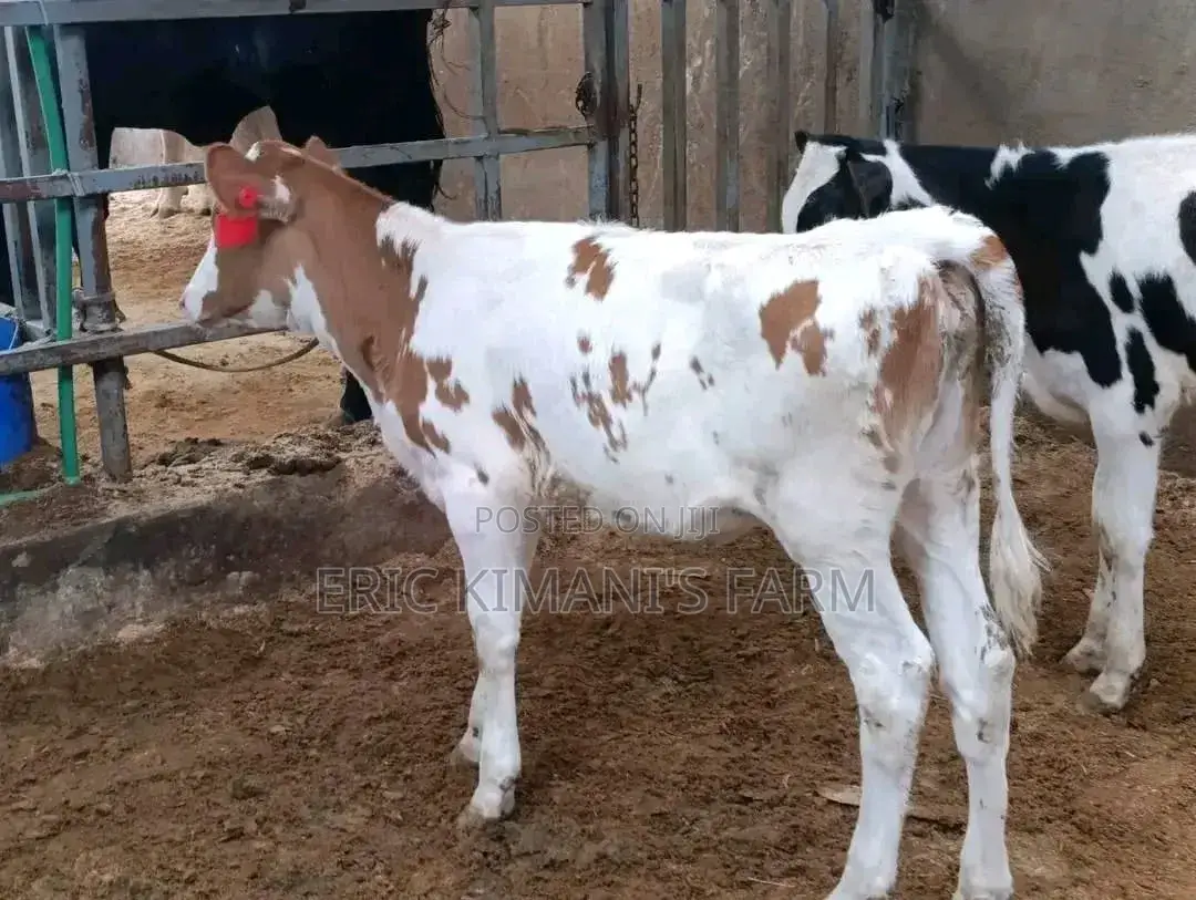 Red Friesian