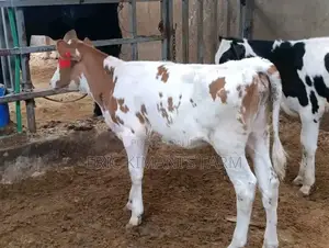 Red Friesian