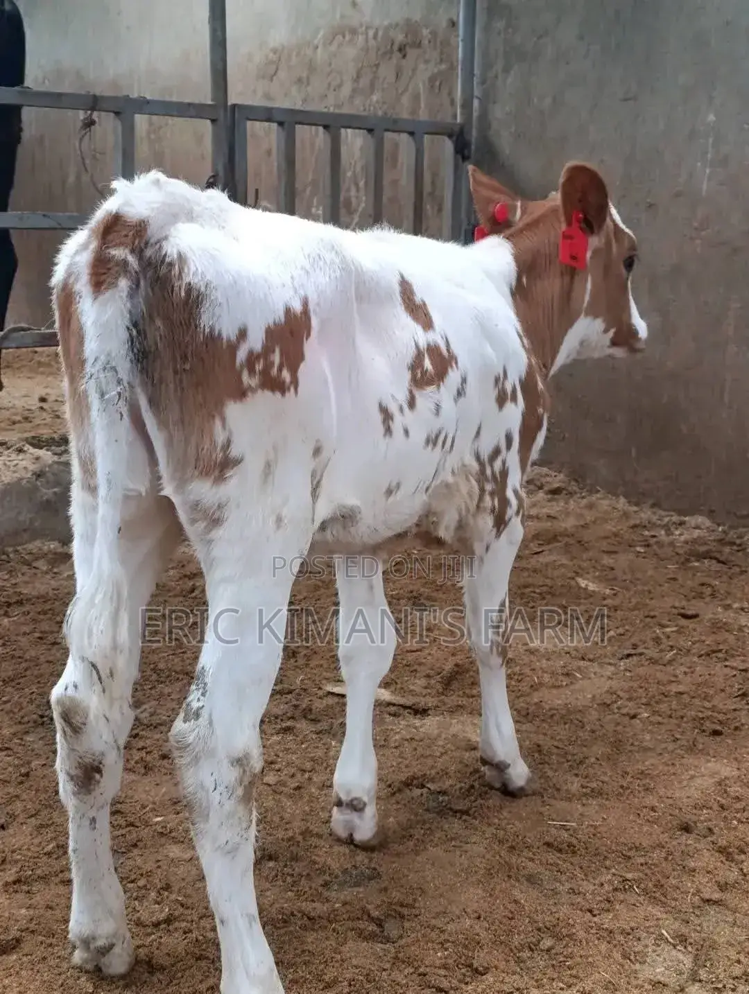 Red Friesian