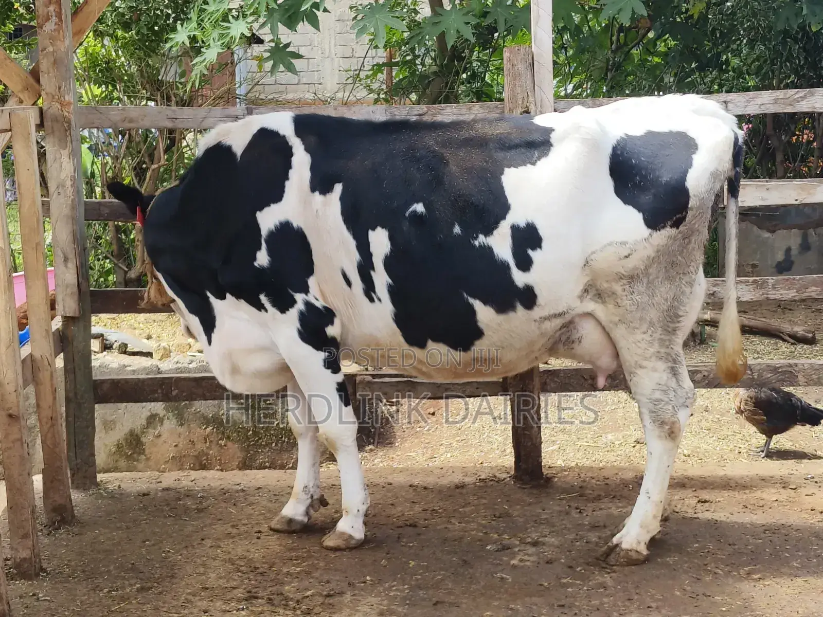 Cattle: Lactating Cows, in-Calf Heifers, Bullying Heifers and Calves
