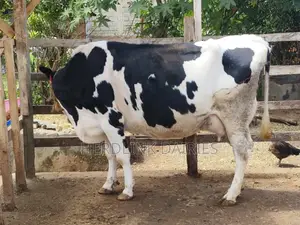 Cattle: Lactating Cows, in-Calf Heifers, Bullying Heifers and Calves