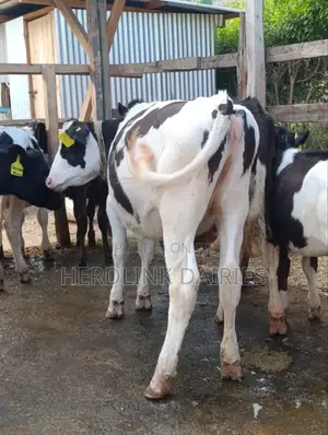 Cattle: Lactating Cows, in-Calf Heifers, Bullying Heifers and Calves