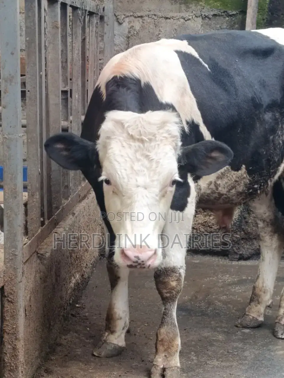 Cattle: Lactating Cows, in-Calf Heifers, Bullying Heifers and Calves