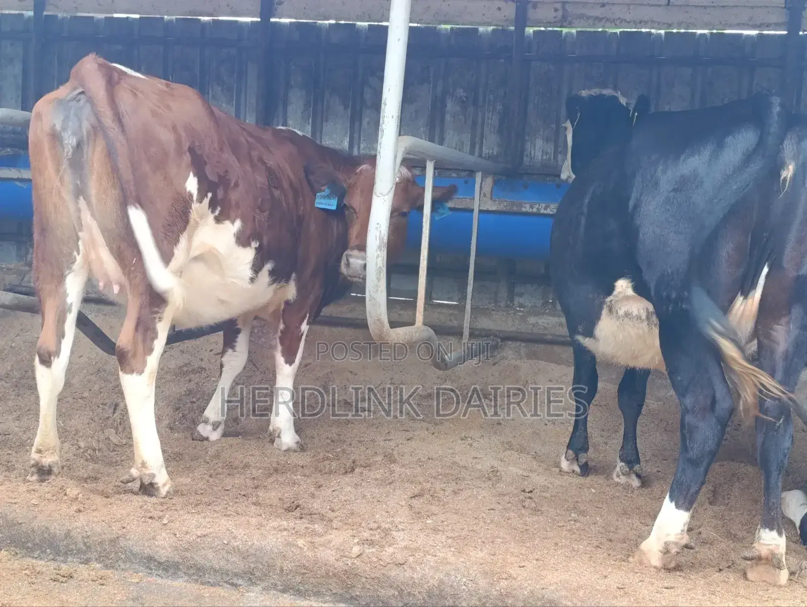 Cattle: Lactating Cows, in-Calf Heifers, Bullying Heifers and Calves