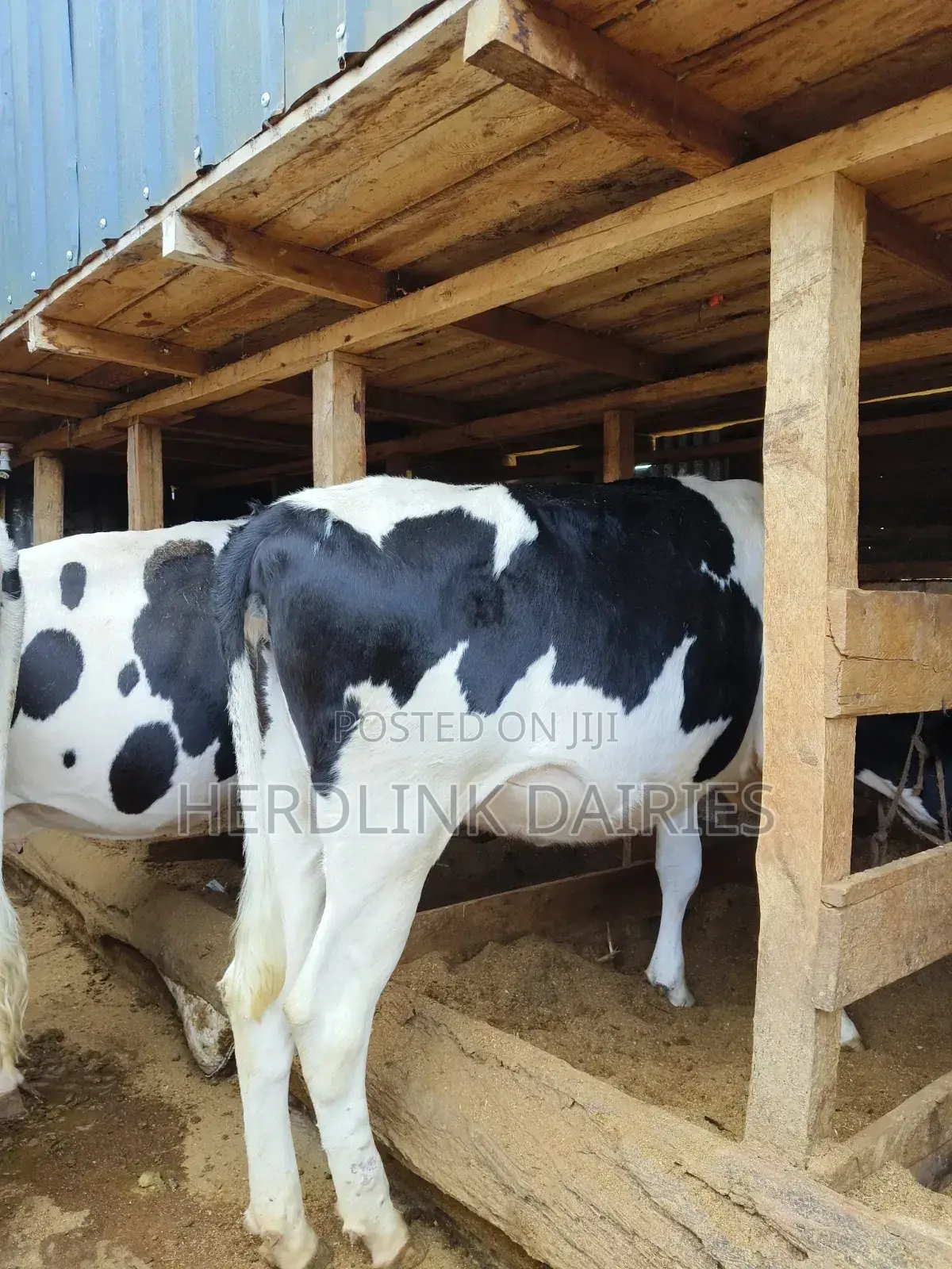 Cattle: Lactating Cows, in-Calf Heifers, Bullying Heifers and Calves