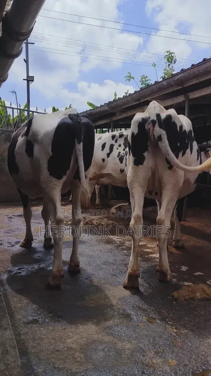 Cattle: Lactating Cows, in-Calf Heifers, Bullying Heifers and Calves