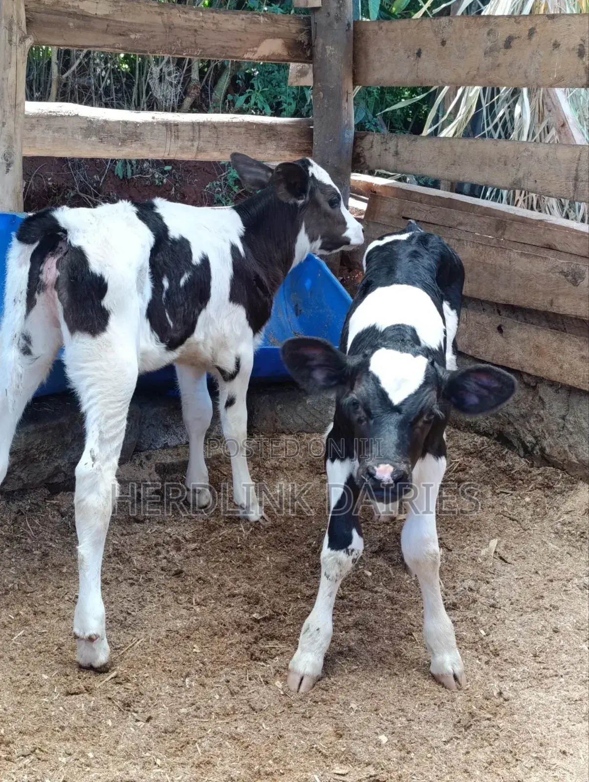 Cattle: Lactating Cows, in-Calf Heifers, Bullying Heifers and Calves