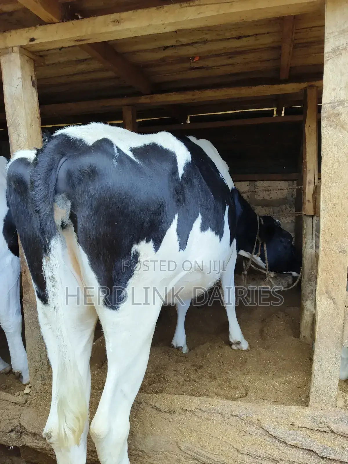 Cattle: Lactating Cows, in-Calf Heifers, Bullying Heifers and Calves