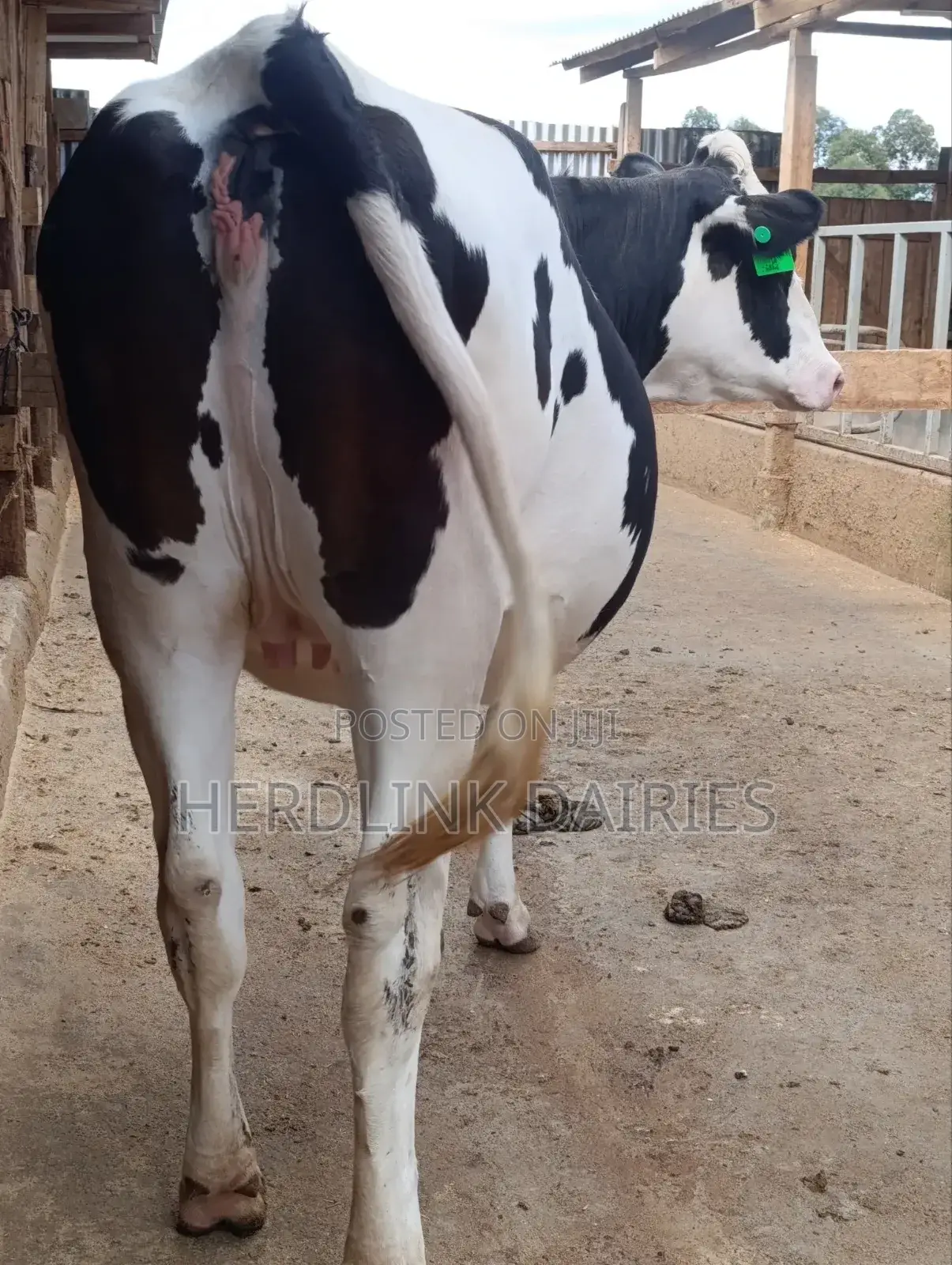 Cattle: Lactating Cows, in-Calf Heifers, Bullying Heifers and Calves