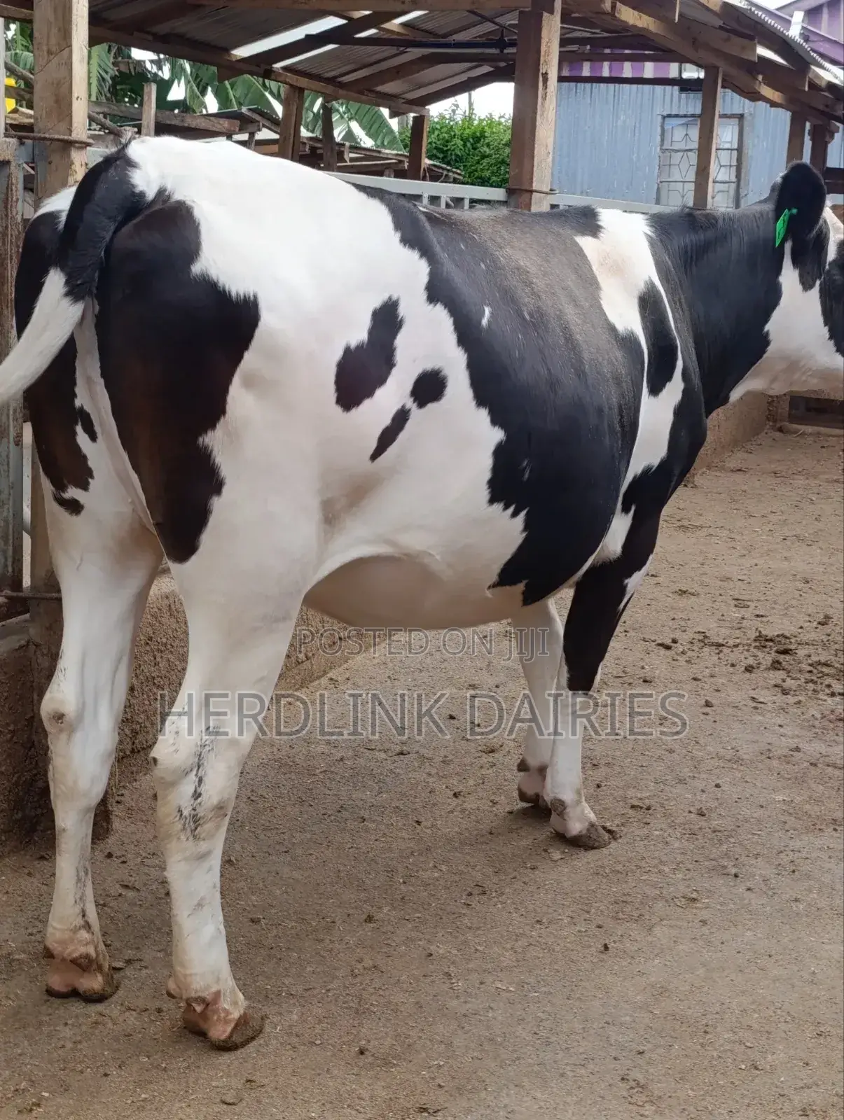 Cattle: Lactating Cows, in-Calf Heifers, Bullying Heifers and Calves