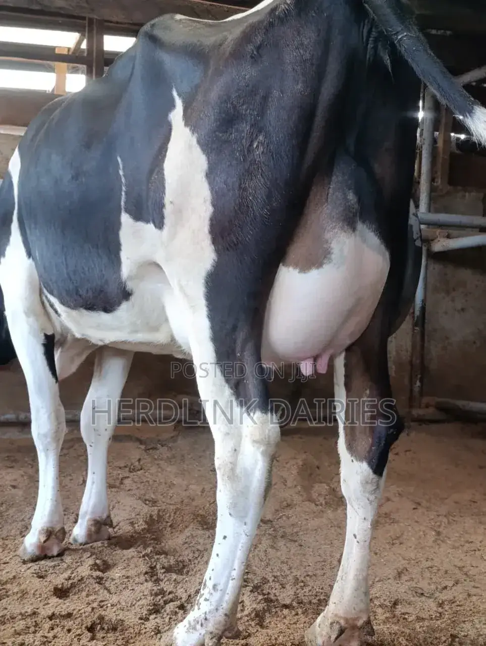Cattle: Lactating Cows, in-Calf Heifers, Bullying Heifers and Calves