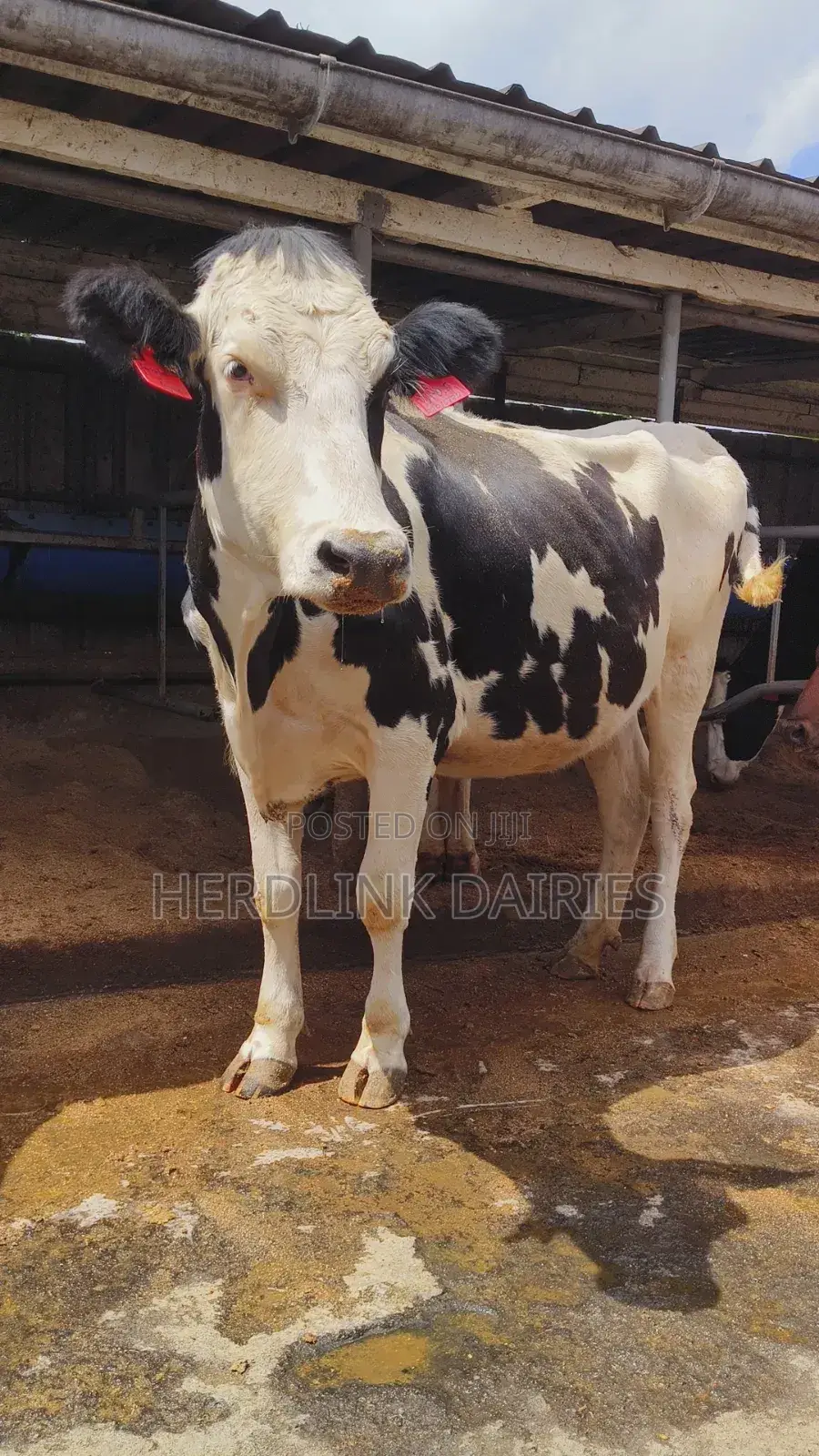 Cattle: Lactating Cows, in-Calf Heifers, Bullying Heifers and Calves