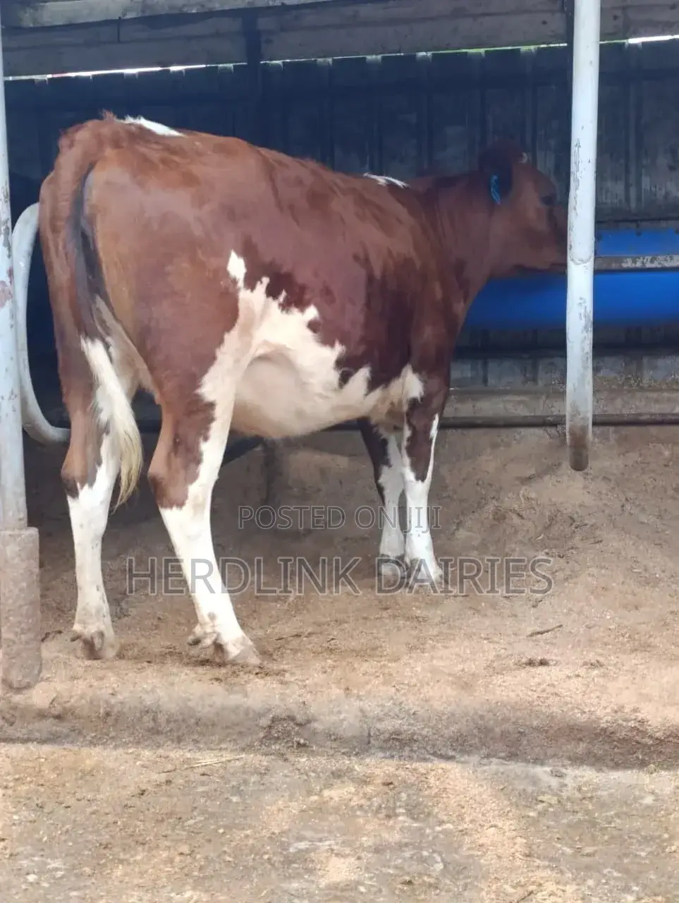 Cattle: Lactating Cows, in-Calf Heifers, Bullying Heifers and Calves