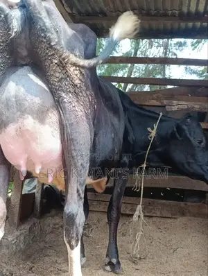 High Yielder