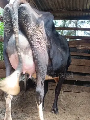 High Yielder