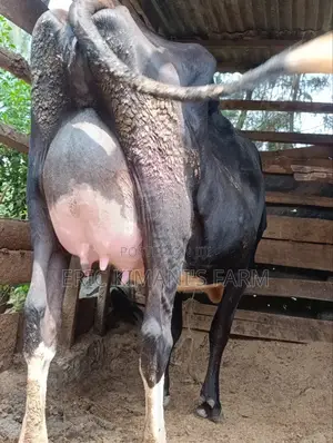 High Yielder