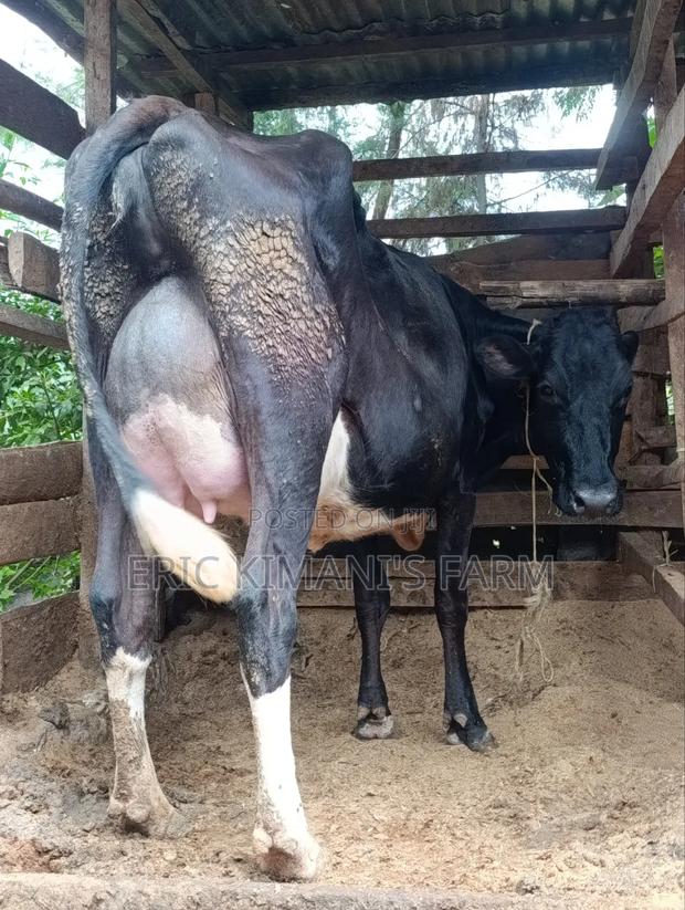 Friesian Milker - thumbnail 8
