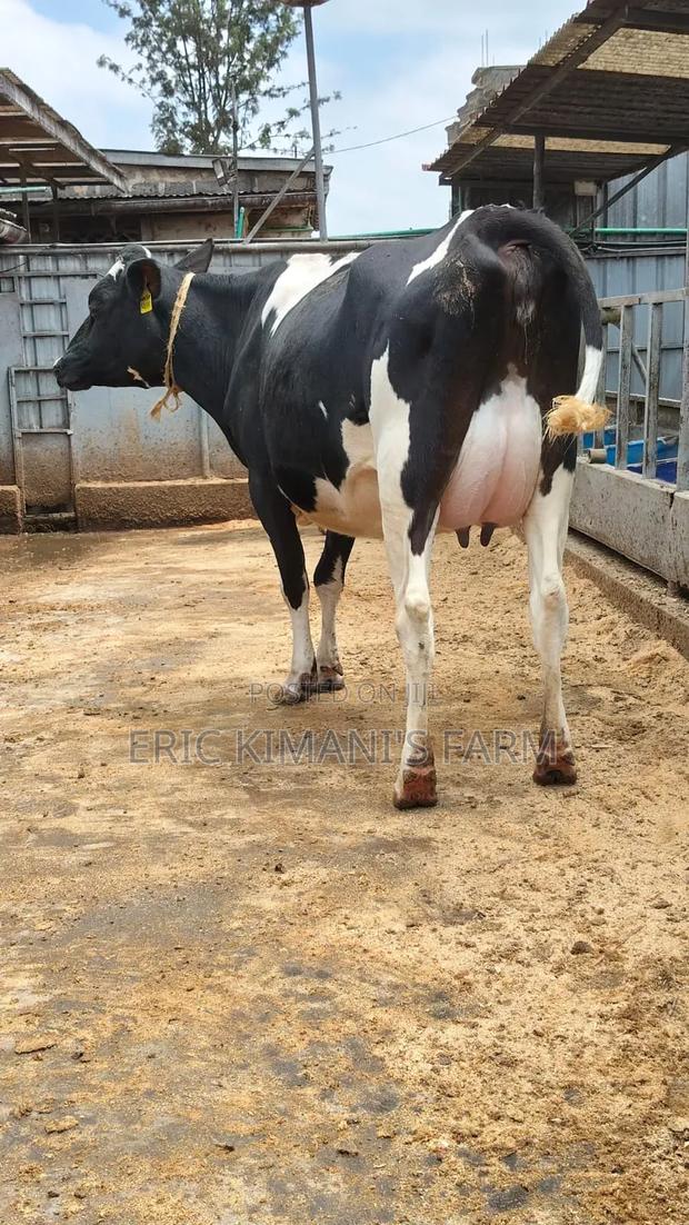Friesian Milker - thumbnail 9
