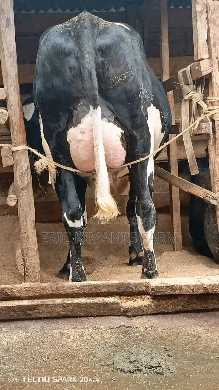 High Yielder