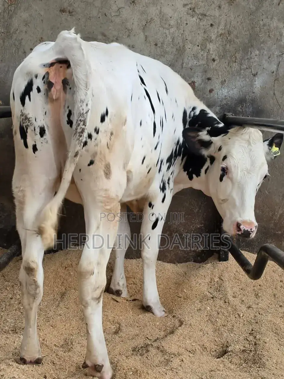 Cattle: Lactating Cows, in-Calf Heifers, Bullying Heifers and Calves