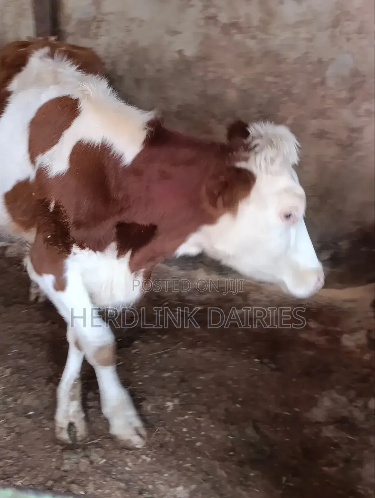 Cattle: Lactating Cows, in-Calf Heifers, Bullying Heifers and Calves