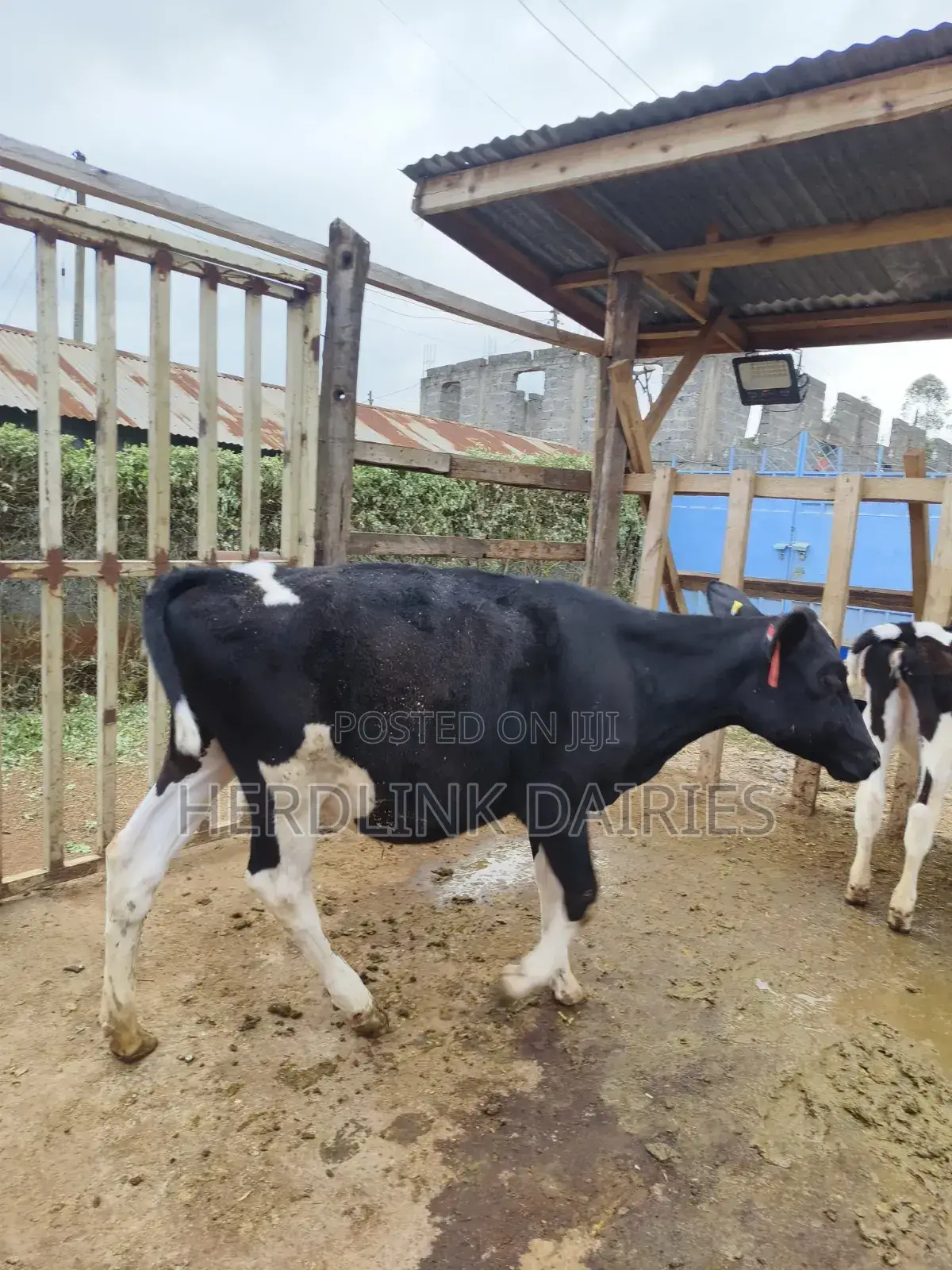 Cattle: Lactating Cows, in-Calf Heifers, Bullying Heifers and Calves