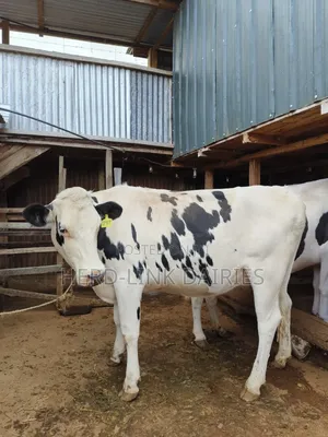 In-Calf Heifers.