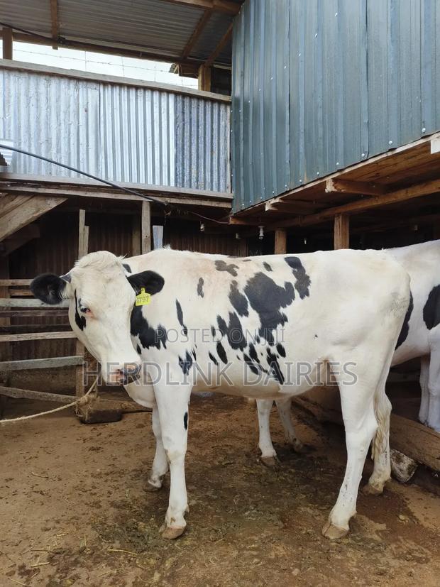 In-Calf Heifers.