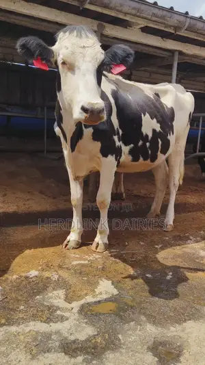 In-Calf Heifers.