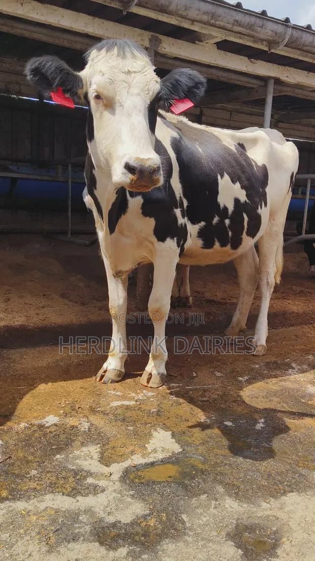 In-Calf Heifers. - thumbnail 2