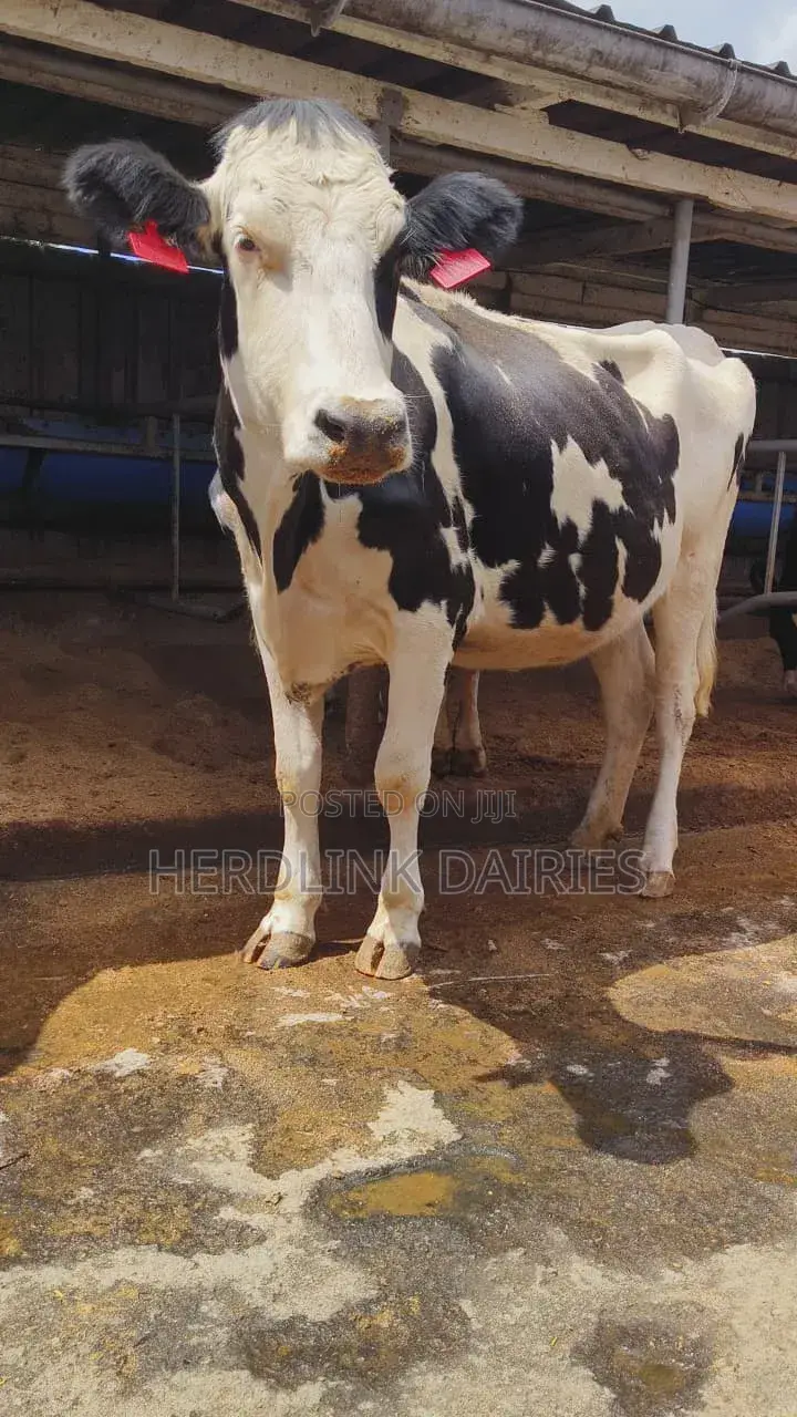In-Calf Heifers.