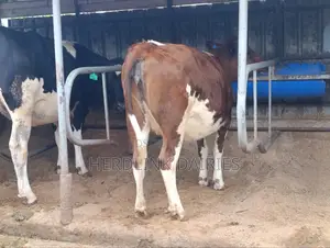 In-Calf Heifers.