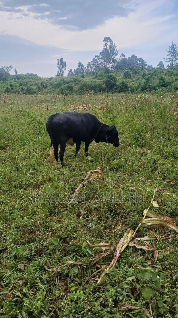 4acres on Sale BUNGOMA. - thumbnail 2