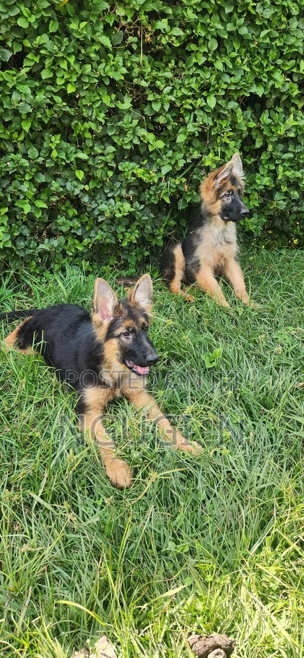 3-6 months Male Purebred German Shepherd