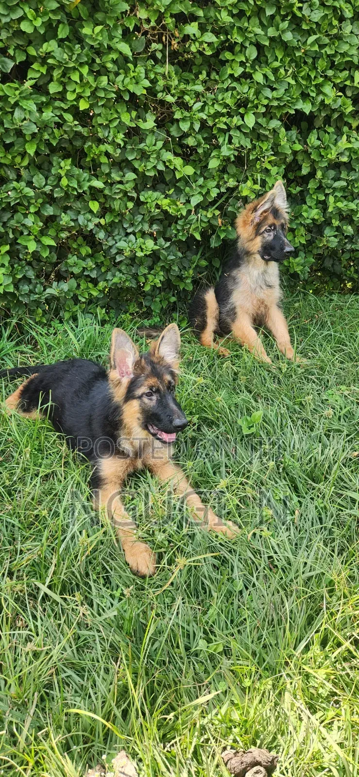 3-6 months Male Purebred German Shepherd
