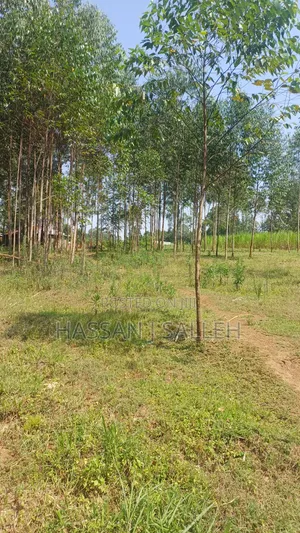 1.5acres Lureko on Sale