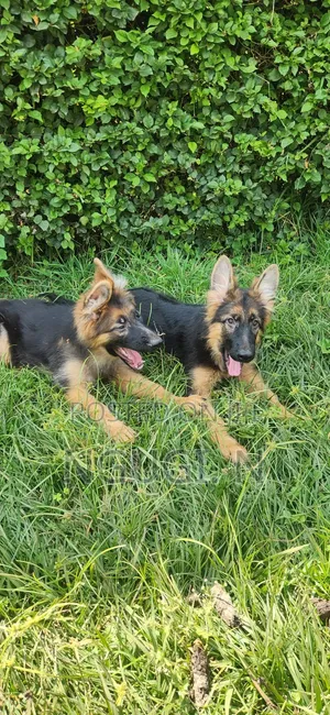 3-6 months Male Purebred German Shepherd