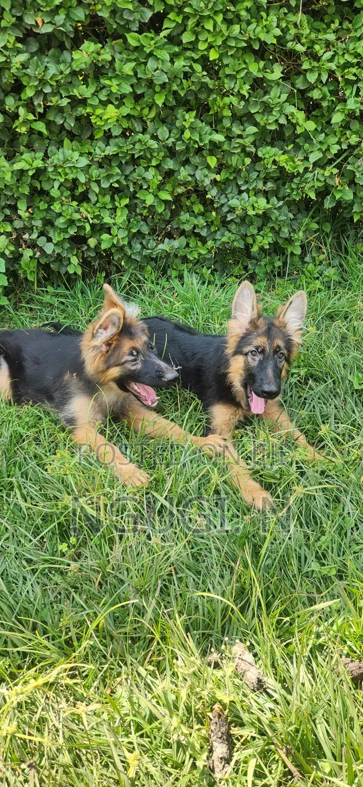 3-6 months Male Purebred German Shepherd