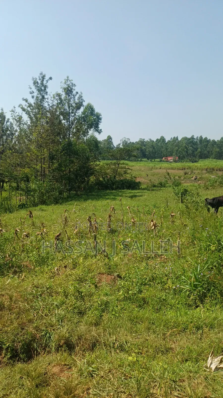 1.5acres Lureko on Sale