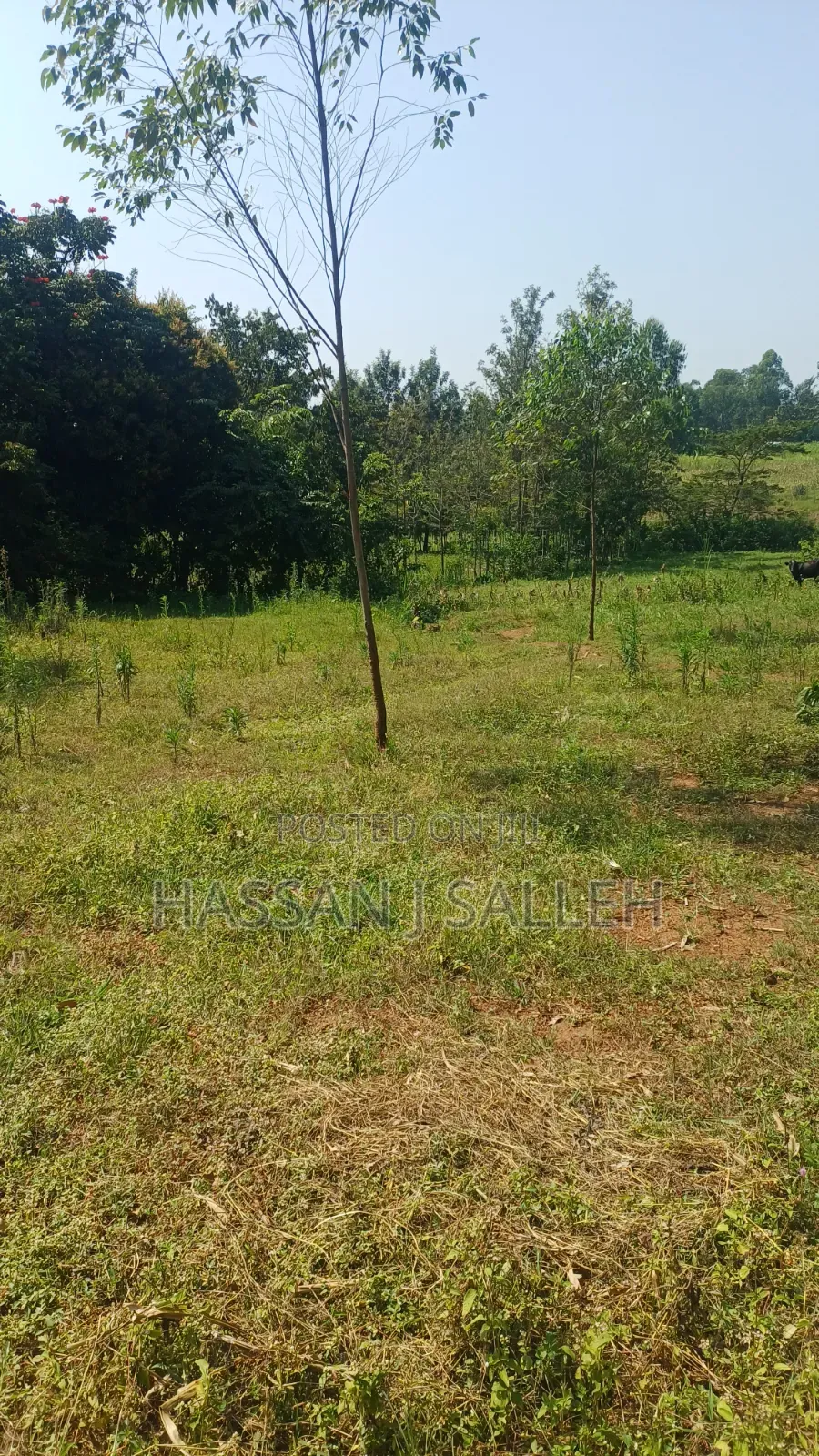 1.5acres Lureko on Sale