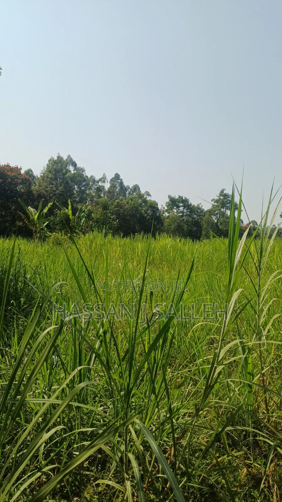 1.5acres Lureko on Sale