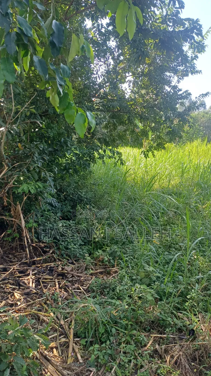 1.5acres Lureko on Sale