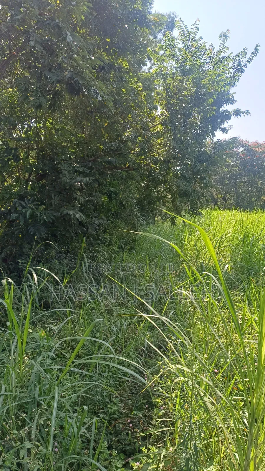 1.5acres Lureko on Sale