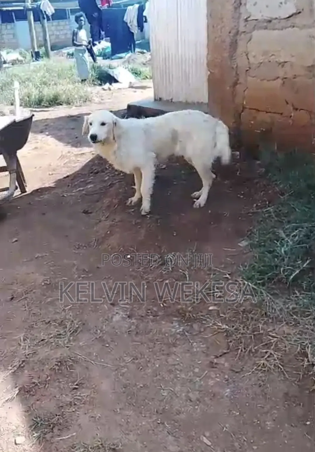 6-12 months Female Purebred Golden Retriever