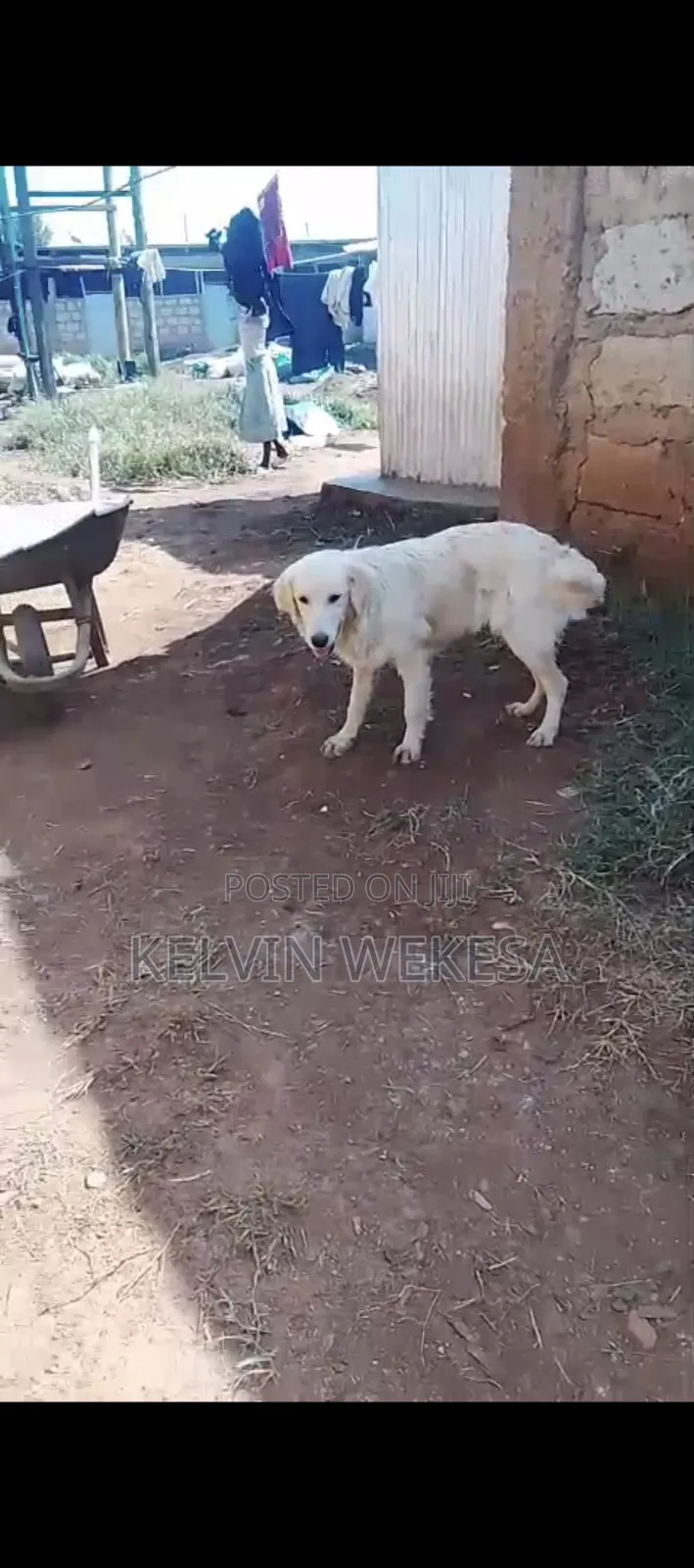 6-12 months Female Purebred Golden Retriever